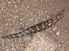 CairnsTC150 Granite Gorge